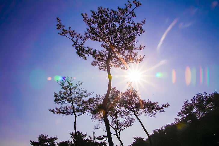 paesaggio, Nuvola, cielo, Repubblica di Corea, natura, albero, tempo libero