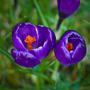 番红花, 春天, 花, 紫色, 开花, 绽放, 春天的花朵