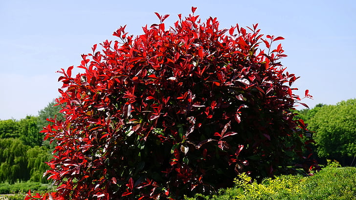 frunze, Red, Bush, natura, frunze, frunze de toamna, frunze de toamna