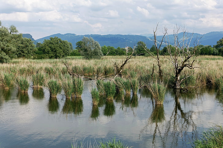 formação de Reed, Reed, água, espelhamento, às margens da paisagem do Lago de Constança, águas, Lagoa