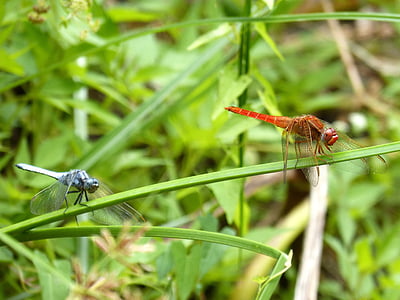 แมลงปอ, คู่, erythraea crocothemis, เขียวขจี