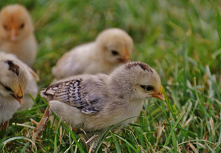 животни, птици, пилета, Сладък, трева, малко, малки