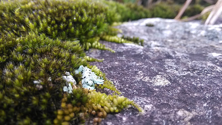 Moss, líquenes, roca