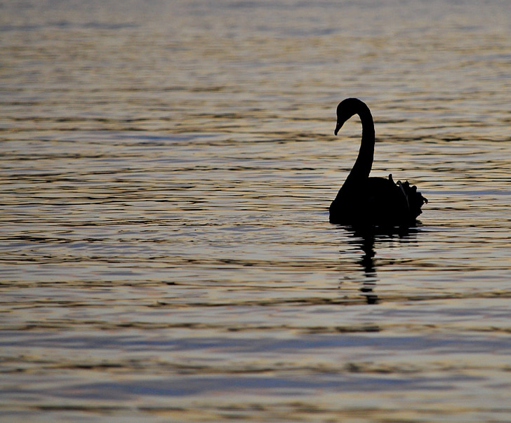 Swan, înot, silueta, pasăre, păsările de apă, faunei sălbatice, natura