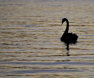 swan, swimming, silhouette, bird, waterfowl, wildlife, nature