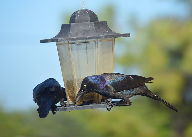 grackles, Hoét, màu đen, chim, quạ, Bird feeder