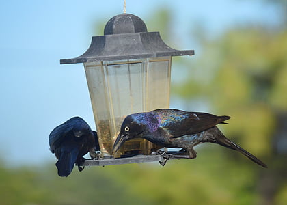 grackles, blackbirds, black, birds, crows, bird feeder
