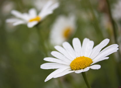 Margaret, çiçek, Bahar, Prato, doğa