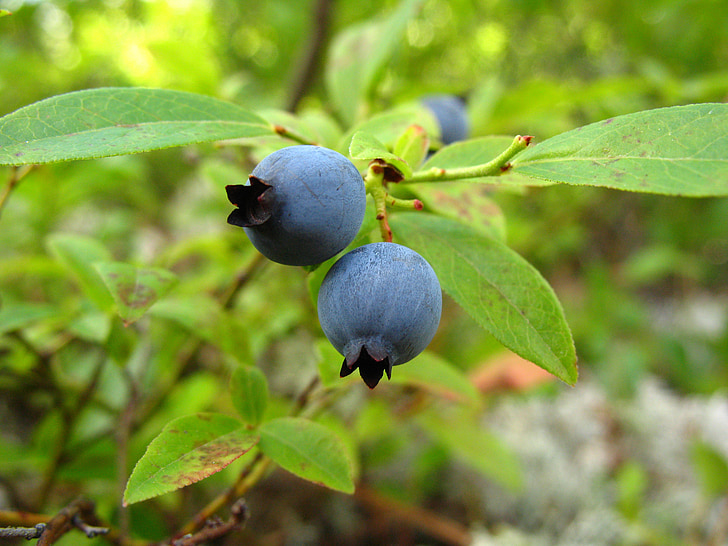 Blueberry, liar, tanaman, buah, Makanan, organik, alam