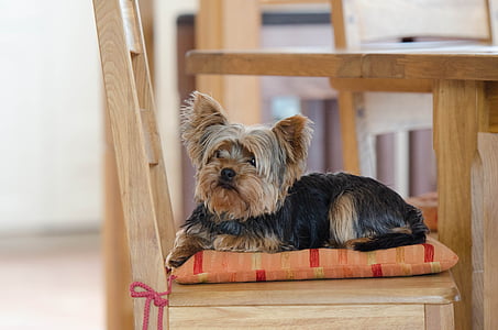 in the house, sweet, cute, pets, dog, yorkshire Terrier, animal