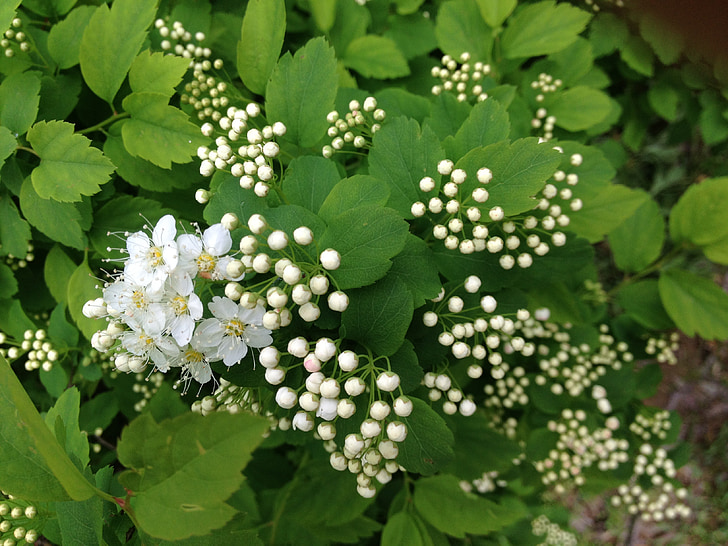 květiny, bílá, bílé květy, léto, Bloom, zahrada, Příroda