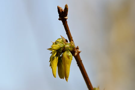 Bud, Blossom, Bloom, natuur, plant, sluiten, lente