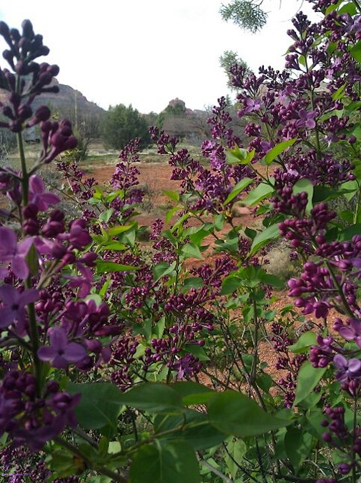 lilacs, sedona, bell rock, spring, meadow, mountains, purple