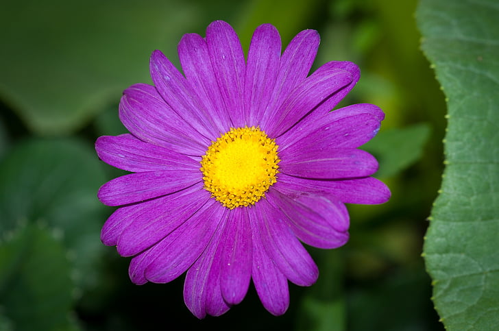 fleur, Purple, violet, Fleur violette, fleurs, fleurs violettes, pétales