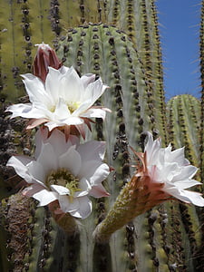 kwiat kaktusa, Bloom, Kaktus, Flora, roślina, kwiat, kłujące