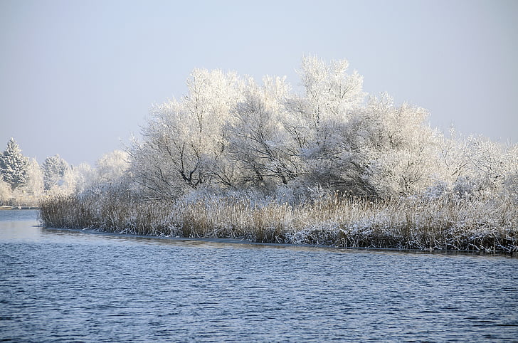 Lake, winter, Frost, koude, water, natuur, reed