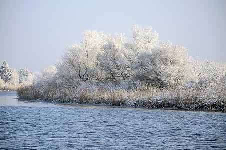 lake, winter, frost, cold, water, nature, reed