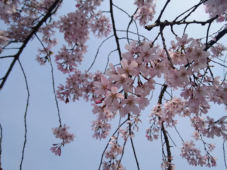 cherry blossom, spring, flower