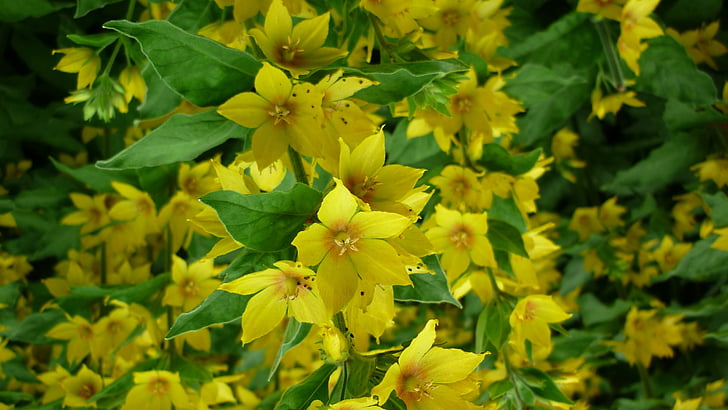 Inula, blomsterhave, gule blomster, grupperne danner