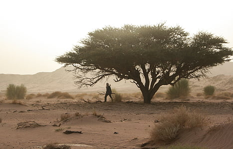 Алжир, Тасили, пустиня, Touareg, мъртвата дървесина, пясъчна буря