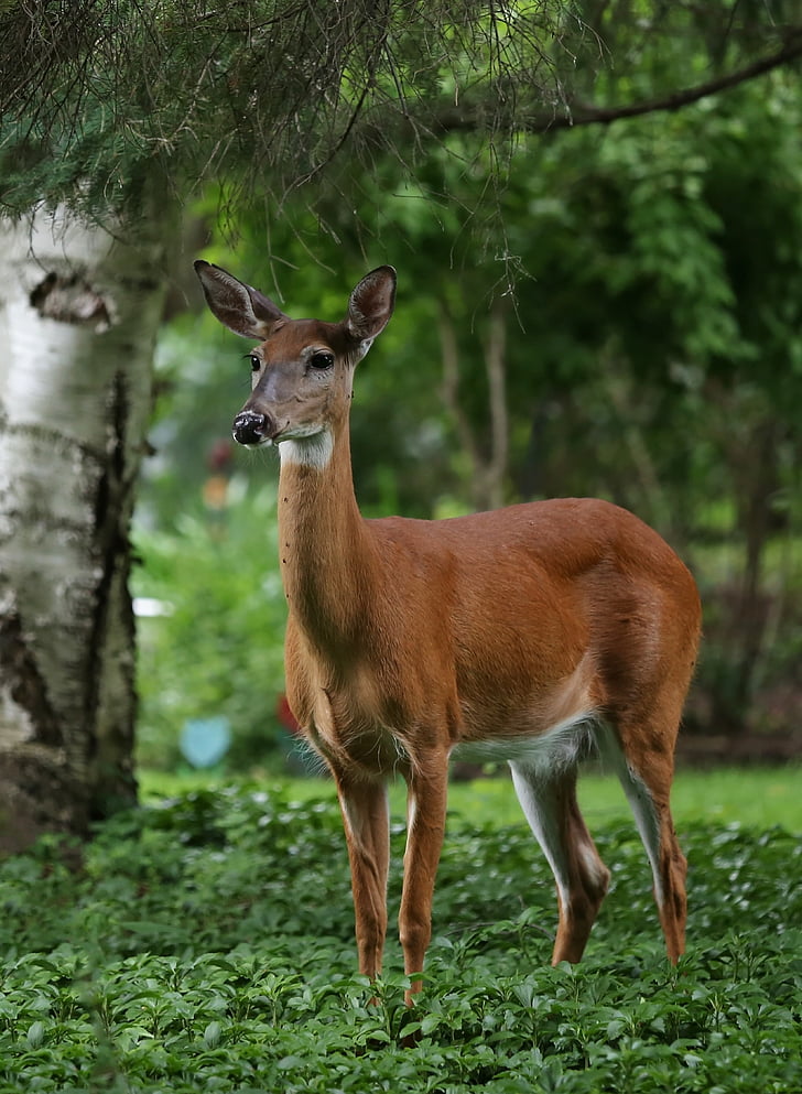 jelen, poletje, narave, prosto živeče živali, živali, gozd, zunanji