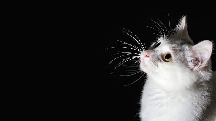 mačka, črna, bela, različnih barvne oči, črno ozadje, cytochemistry indeksi, pogledati kvišku