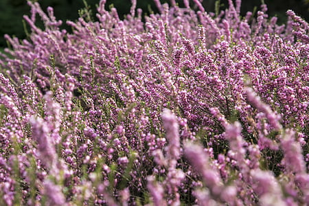 flowers, pink, violet, close, nature, floral, plant