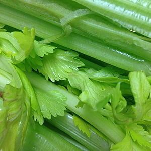 celery, vegetable, healthy, food, vegetarian, fresh, green