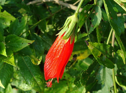 поникающие Спящая гибискус, цветок, красный, malvaviscus penduliflorus, Kodagu, Индия, овощной