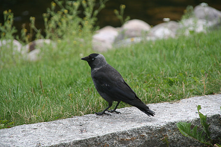 Corvus monedula, vestlige allike, fugl, flyve, vinger, fjer, Wildlife