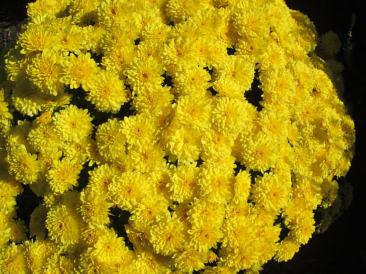 chrysanthème, jardin, fleur, cluster, jaune, nature, plante