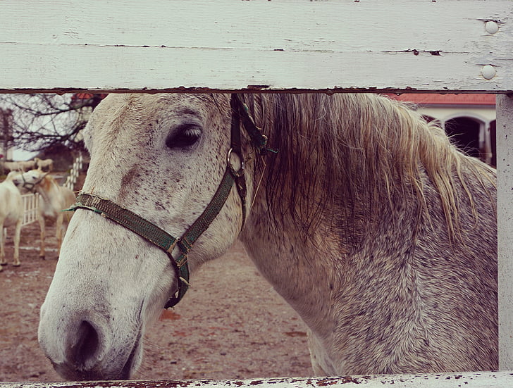 лошадь, Белый, деревянные, Белая лошадь, ферма, на открытом воздухе, Ранчо