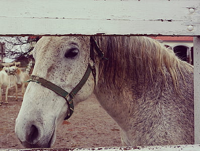cavalo, Branco, de madeira, cavalo branco, fazenda, ao ar livre, rancho