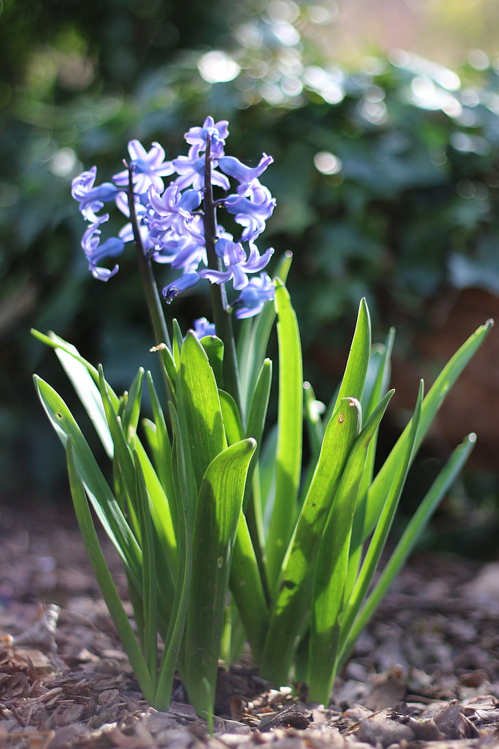 primavera, flors, natura, macro, jardí, planta, flor de color blau