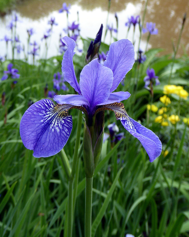 Blossom, Bloom, Iris, sluiten, Wild flower, blauw