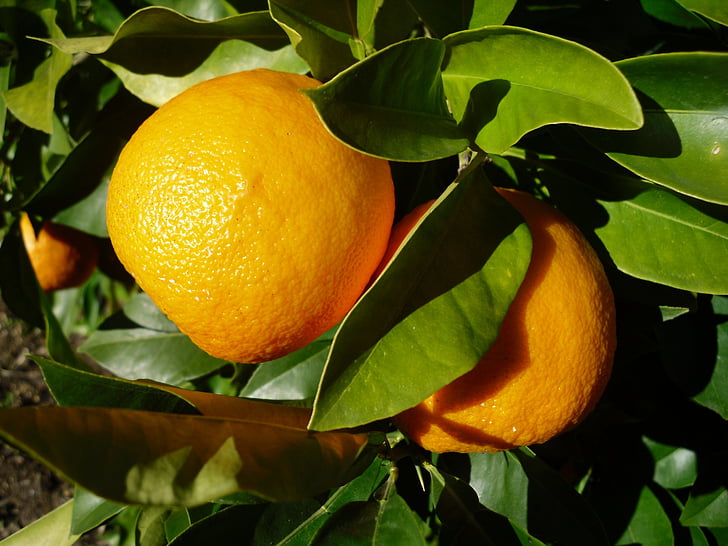 oranžová, ovoce, Sevilla, list, citrusové plody, jídlo a pití, čerstvosti