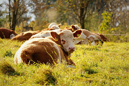 крава, ливада, крави, животните, пасища, природата, едър рогат добитък