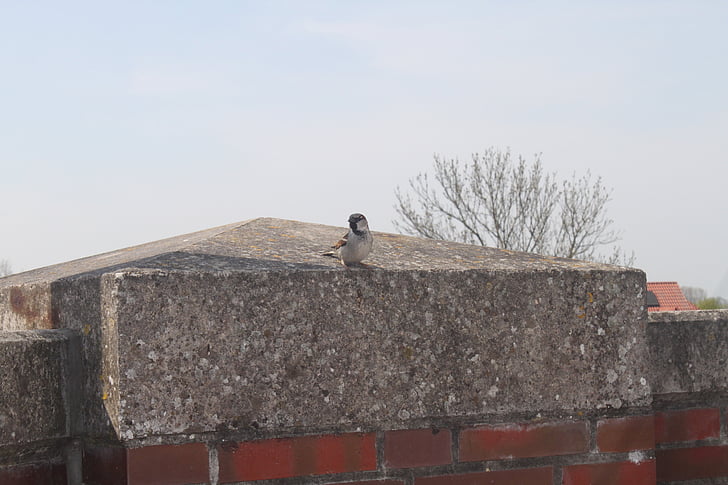 pták, Sparrow, zvířata