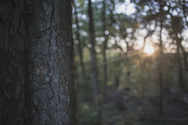 Close-up, macro, glare de soare, scoarta de copac, trunchi de copac, lemn, pădure