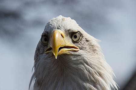 Vogel, Adler, tierische Porträt, in der Nähe, Adler - Vogel, Weißkopf-Seeadler, Schnabel