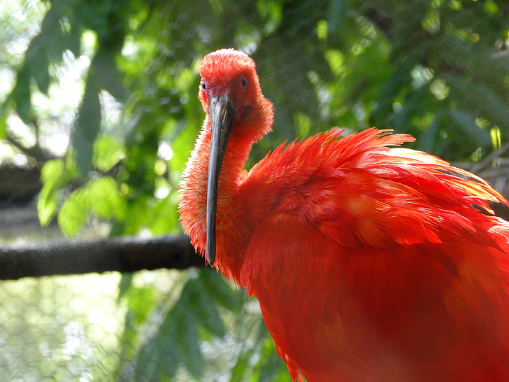 Scarlet ibis, fugl, re, rød, natur, Tropical, Wildlife