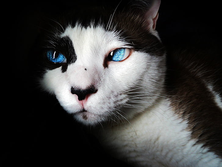 สยาม, ตาสีฟ้า, น่ารัก, แมว, สีขาว, แมว, สัตว์เลี้ยง