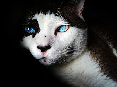 siamês, olhos azuis, bonito, felino, Branco, gato, animal de estimação