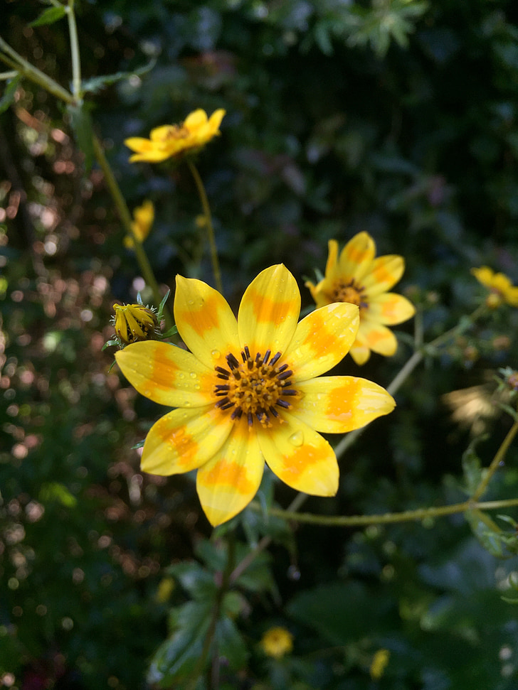 blomma, Daisy, Meskal, Etiopien, gul