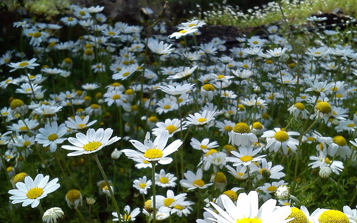 Blumen, Frühling, Gänseblümchen, Natur, Daisy, Blume, Sommer