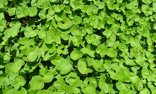 rastlín, Herb, liečivé, Indický pupočník, coinwort, Indický vody navelwort, pennyweed