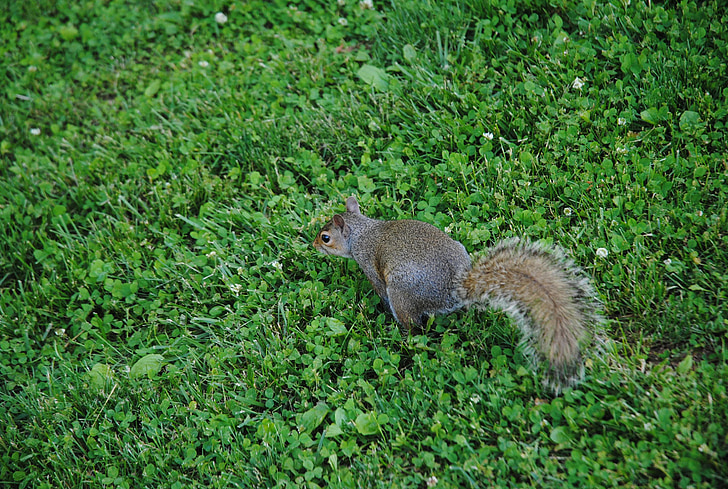 écureuil, animal, mignon, furry, nature, campus de, Parc