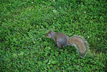 esquirol, animal, valent, peluts, natura, Campus de, Parc