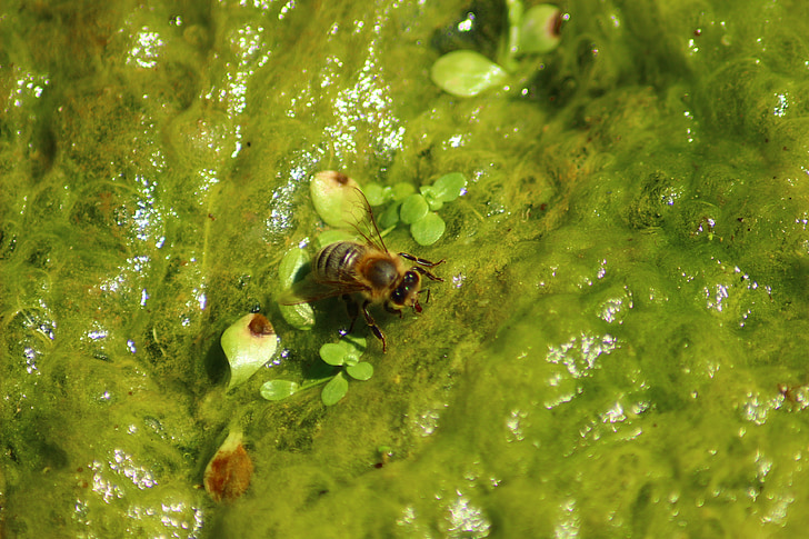 ผึ้ง, น้ำ, สีเขียว, แหล่งที่มา, ฤดูร้อน, เครื่องดื่ม