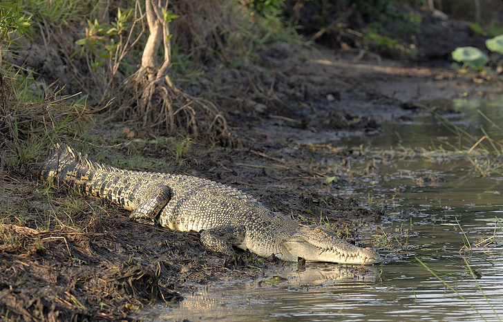 krokodilas, sūrus vanduo, Australijos, roplių, gyvūnų, Laukiniai gyvūnai, burnos